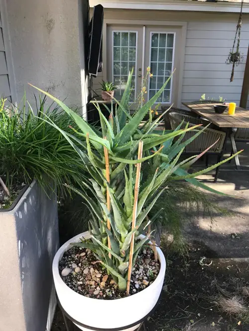 Best Aloe Varieties | Climbing Aloe