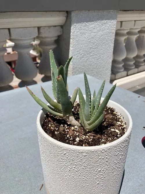 Blue Elf Aloe | Best Aloe Varieties