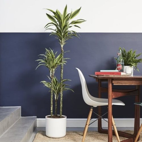 dracaena plant benefits 1
