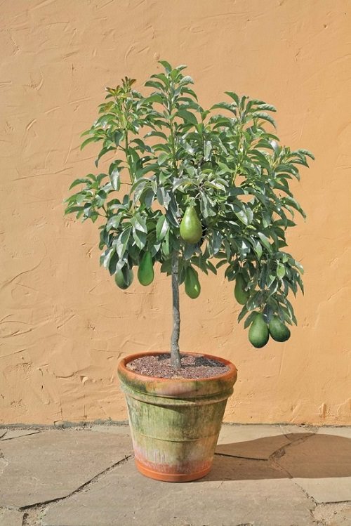 Growing Avocado Indoors | Planting Avocado Tree in Container