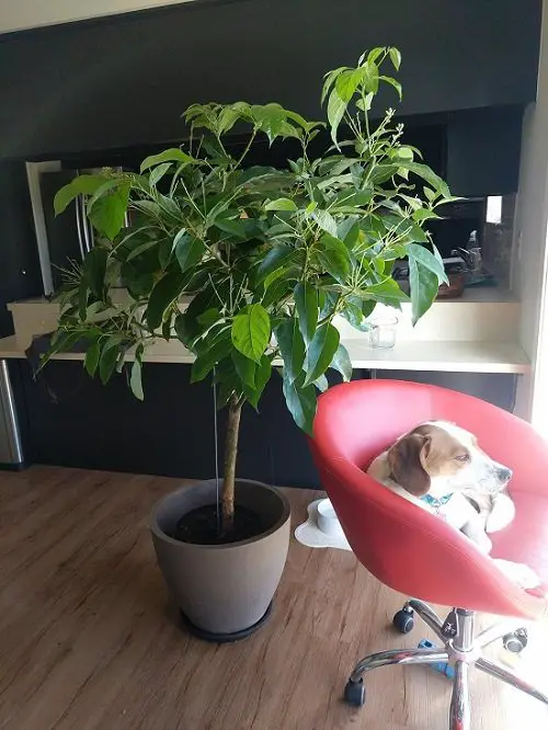 Growing Avocado Indoors 2