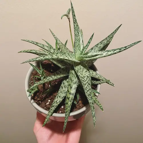 Types of Aloe Varieties