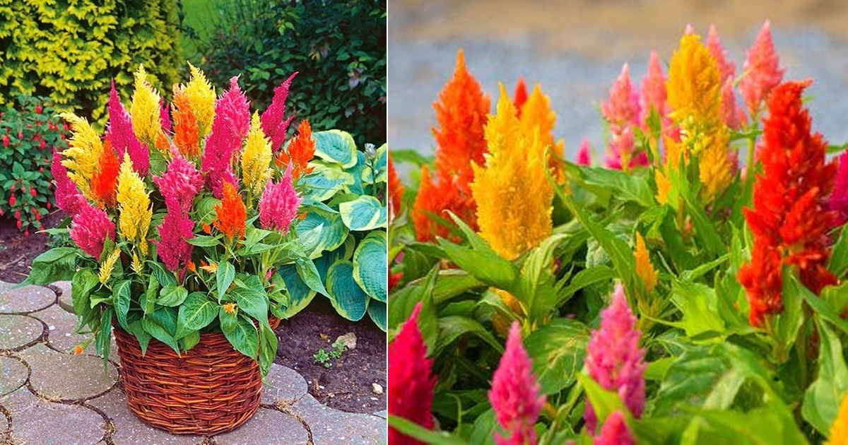 How To Grow Celosia Growing And Planting Guide