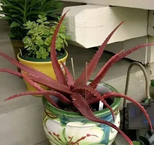 Red Aloe in container