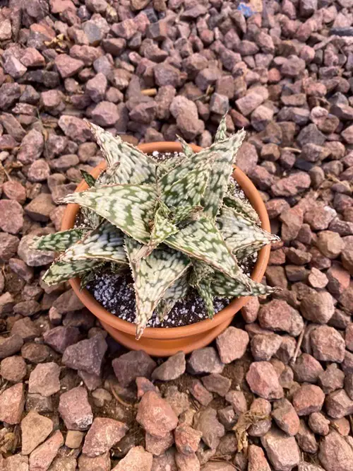 Snowstorm Aloe in container
