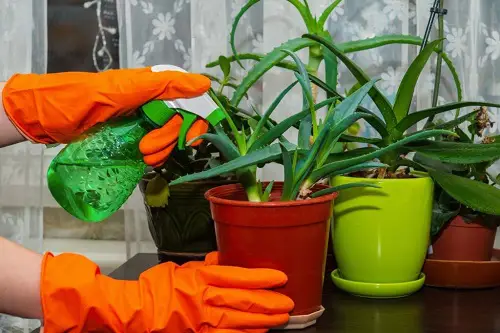Watering an Aloe Vera Plant Growing in Container