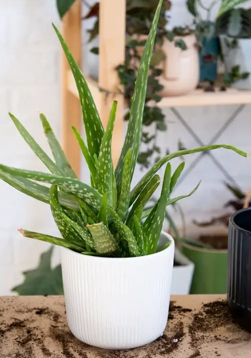 Aloe Vera Plant Information