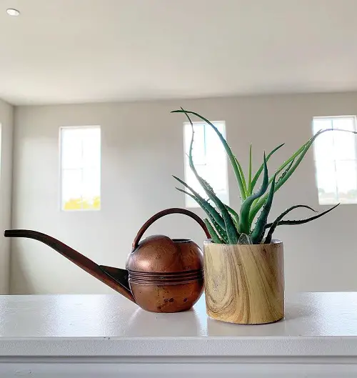 How Often Do You Water Aloe Vera Plants
