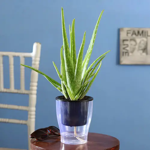 Quick Aloe Vera Watering Tips