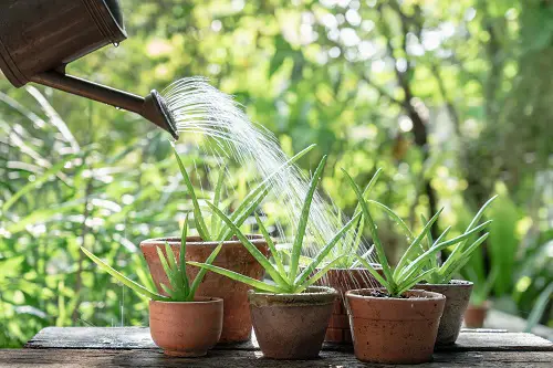 How Often Do You Water Aloe Vera Plants?