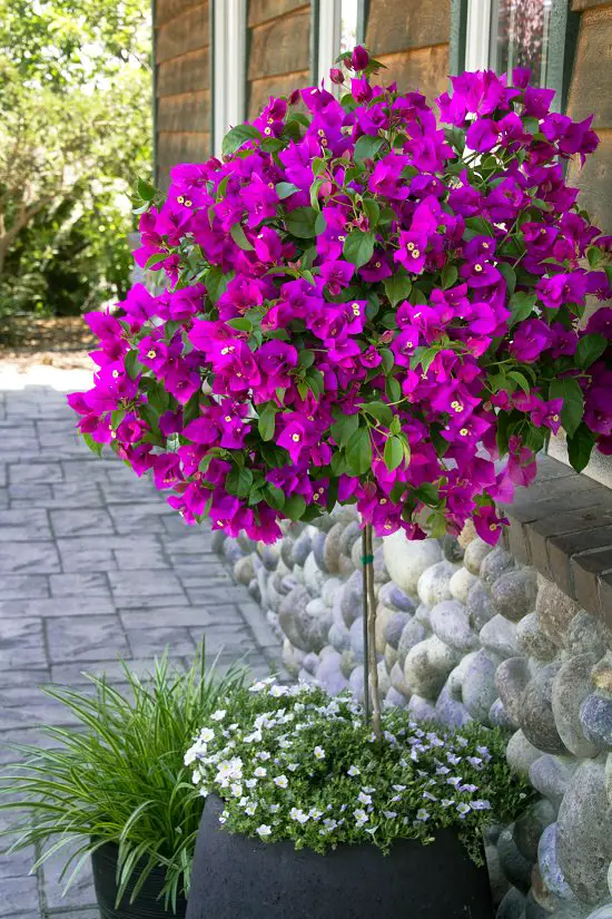 Stunning Varieties of Purple Flowers in garden