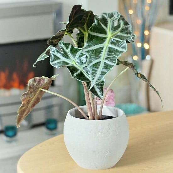 Types of Elephant Ear Plant