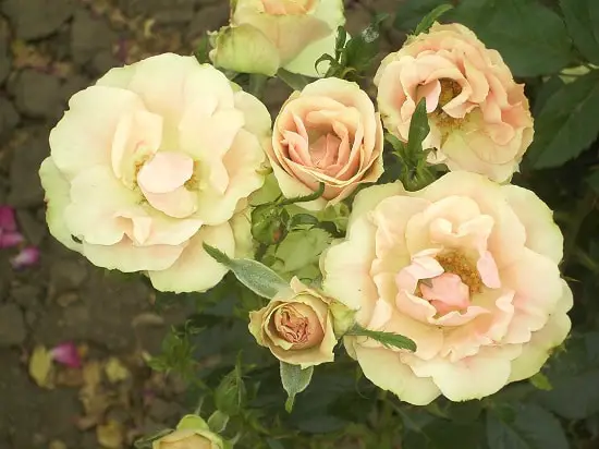 Types of Green Flowers