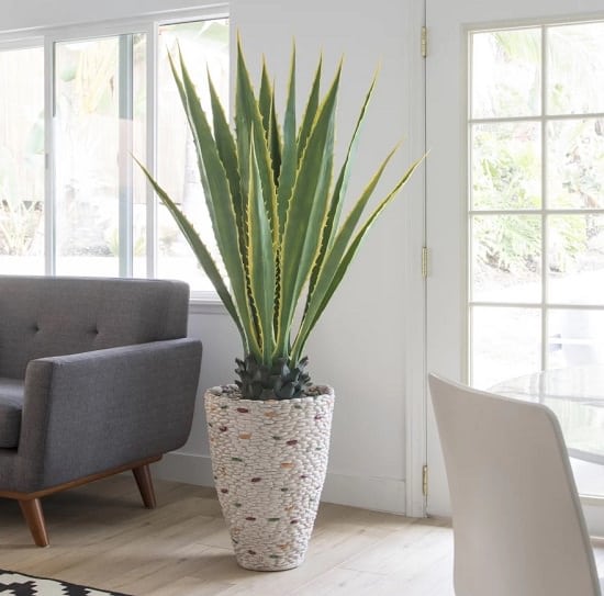 Amazing Agave Plant Benefits