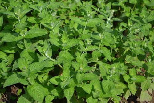 Types of Mint Varieties