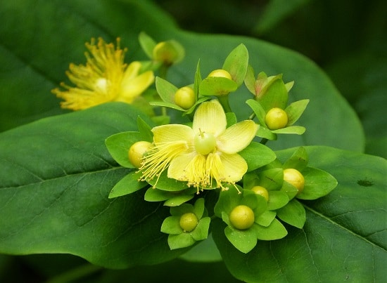 Types of Green Flowers