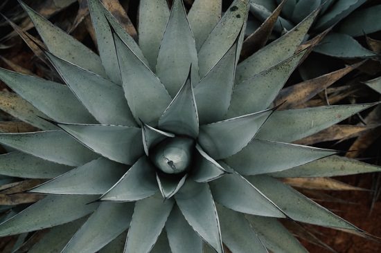 Agave vs sugar