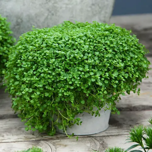 Mint Variety Types for Container