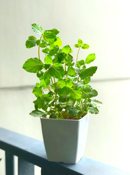 Top Mint Variety Types for Container