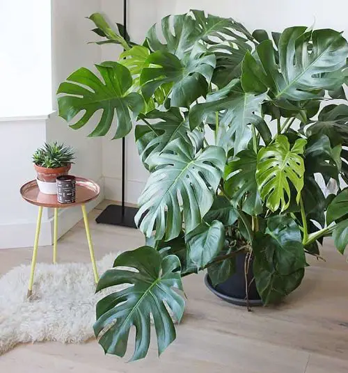 Best Large Indoor Plants-Swiss Cheese Plant