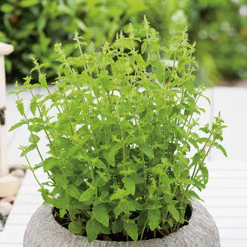 The Best Mint Varieties to Plant in Pots 