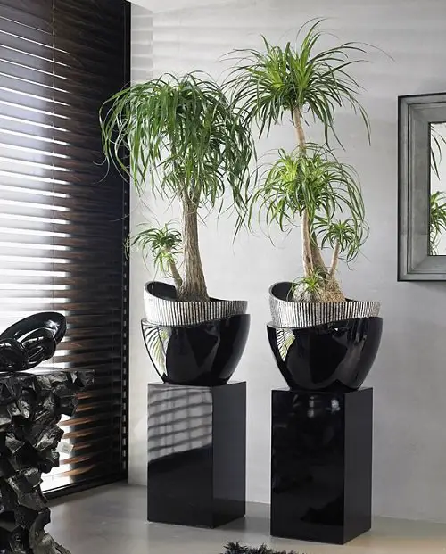 Best Large Indoor Plants-Norfolk Island Pine
