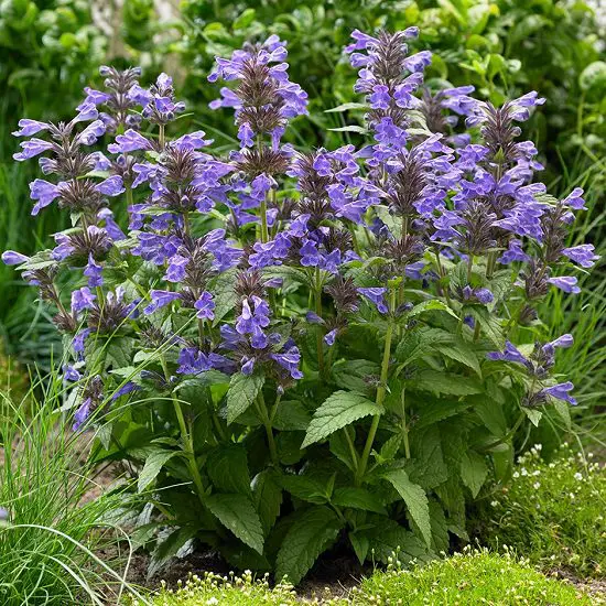 Types of Mint Varieties 71