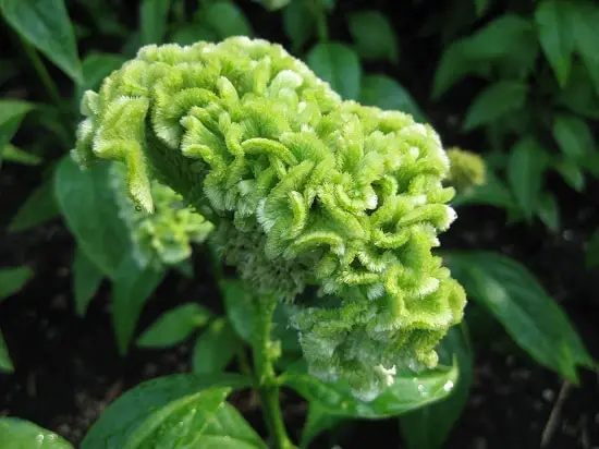 Types of Green Flowers that are beautiful