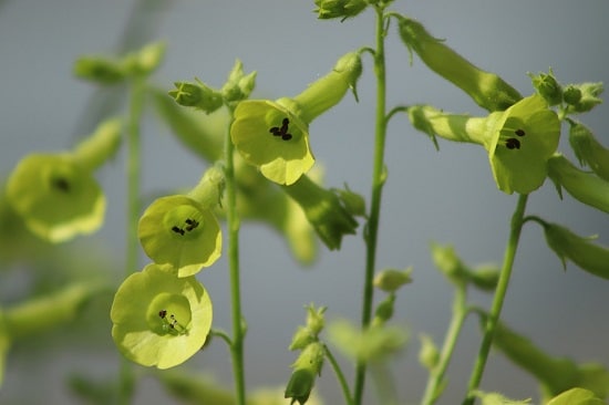 Types of Green Flowers for your garden