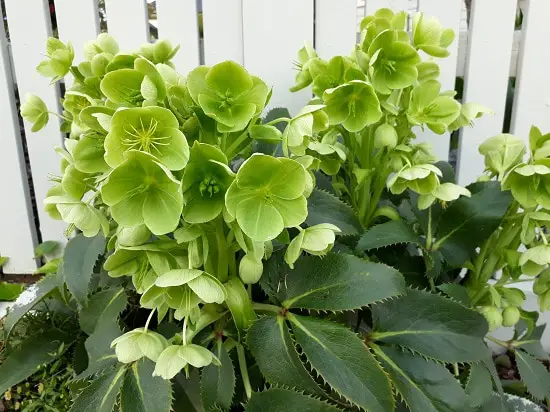 best Types of Green Flowers