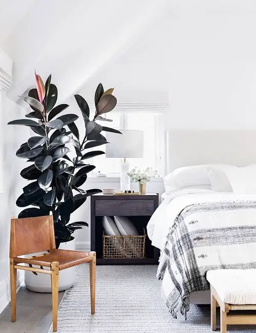 Best Large Indoor Plants- Rubber Plant