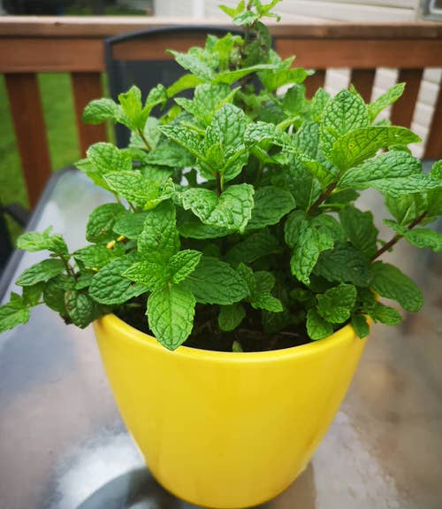 Greatest Mint Varieties for Container