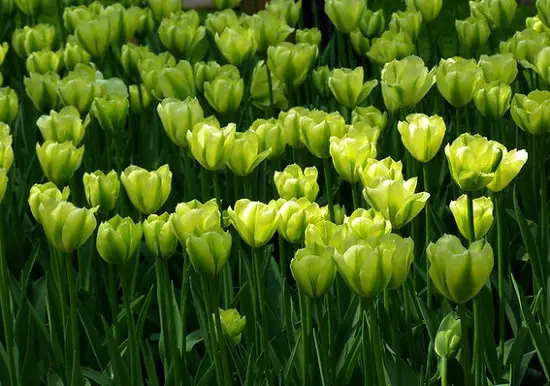 Herbs with Green Flowers