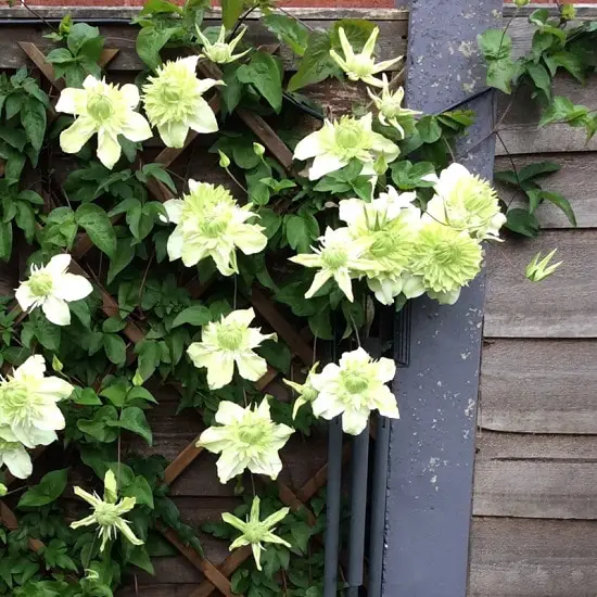 Types of Green Flowers you can grow with other plants