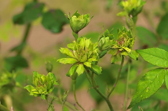 Green flower varieties you were unaware of