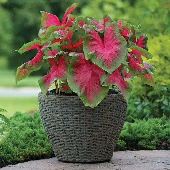 Types of Elephant Ear Plant 2