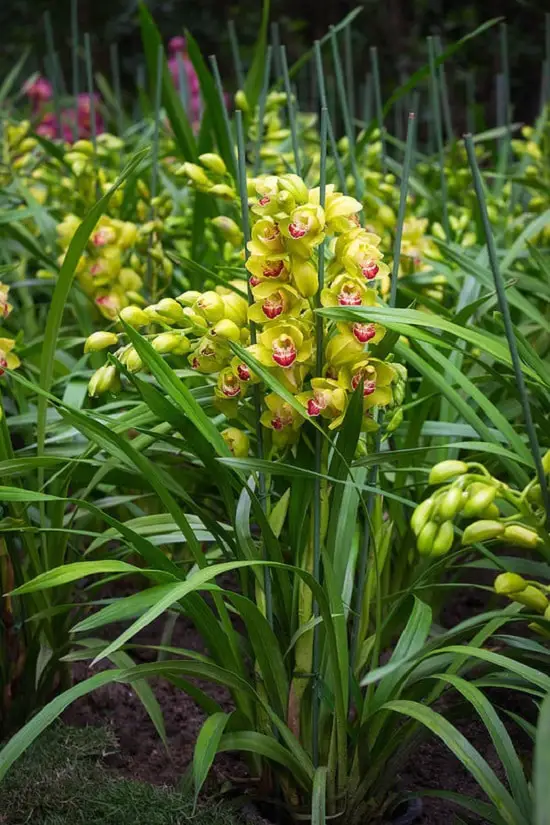 best Types of Green Flowers