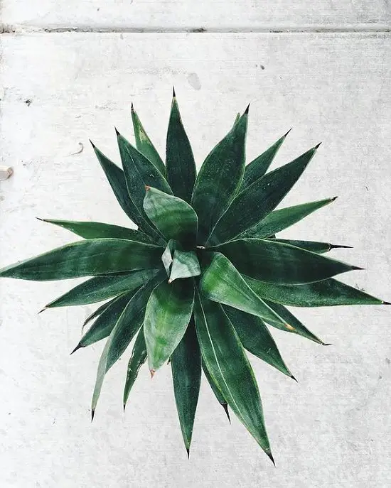 Types of Agave Plants