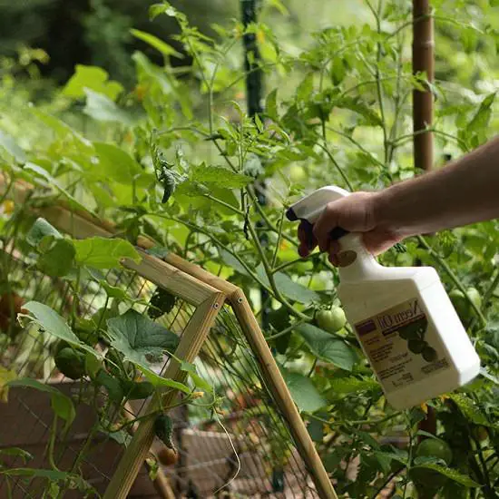 Neem oil uses for garden