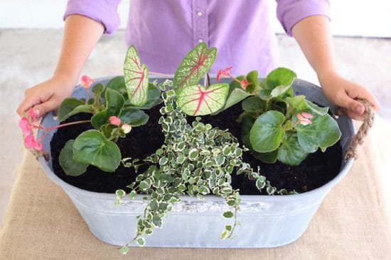 Houseplant Combinations 6