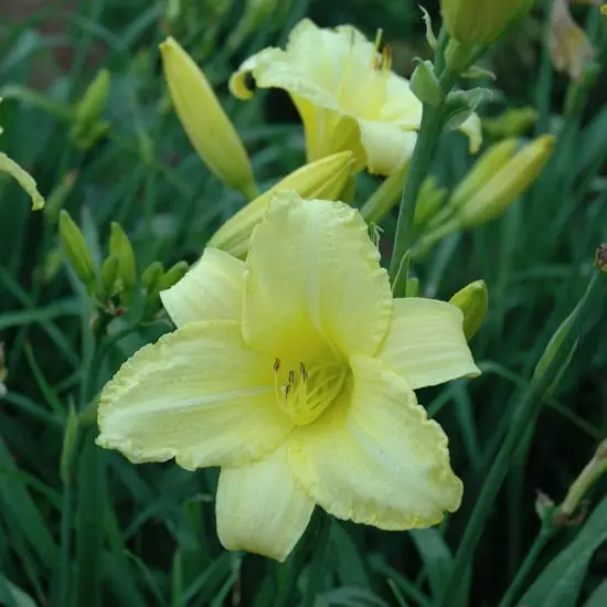 Lovely Types of Green Flowers