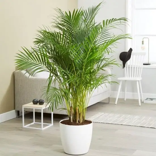 NASA Approved Air Purifying indoor Plants Safe For Cats i