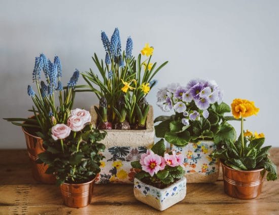 Benefits of Container Gardening