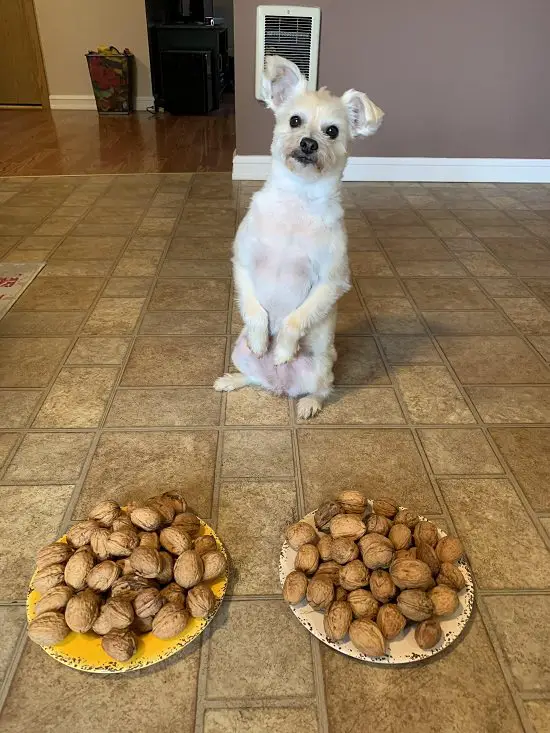 Can Dogs Eat Walnuts