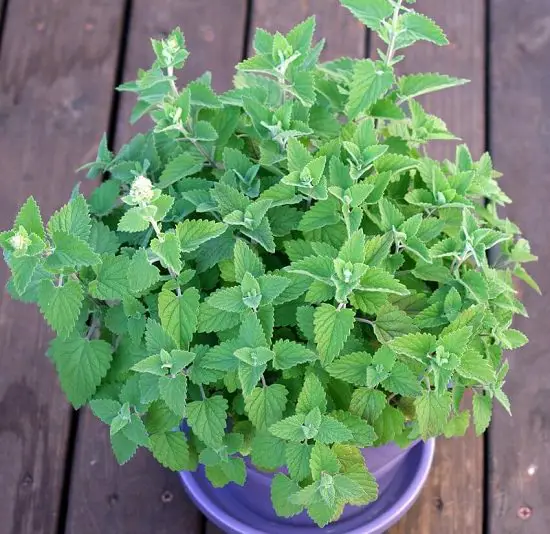 Best Types of Mint Varieties to Grow in Containers