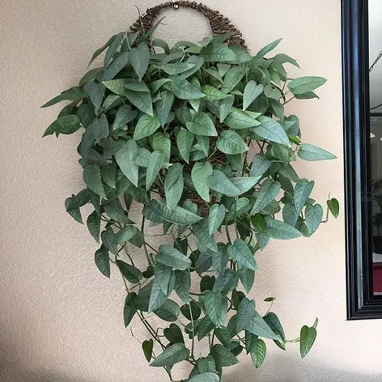  Pothos Varieties grow in hanging 