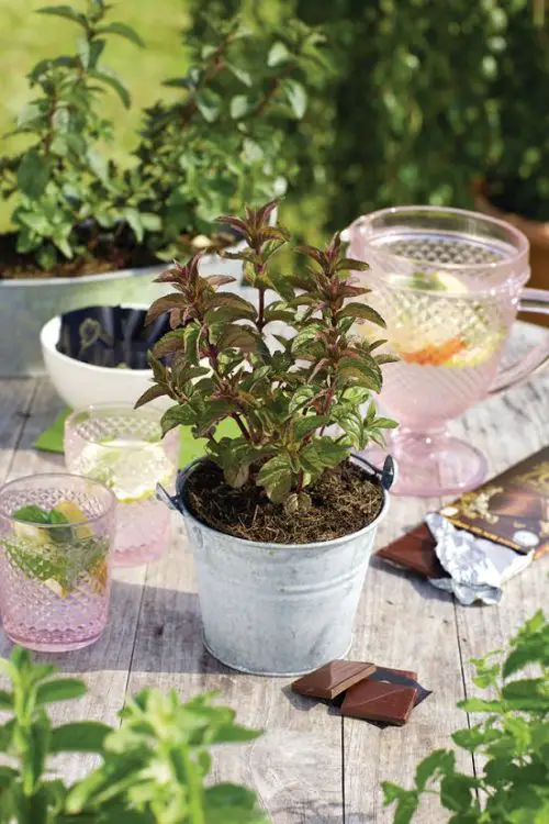 Top Vining Herbs for Compact Areas 