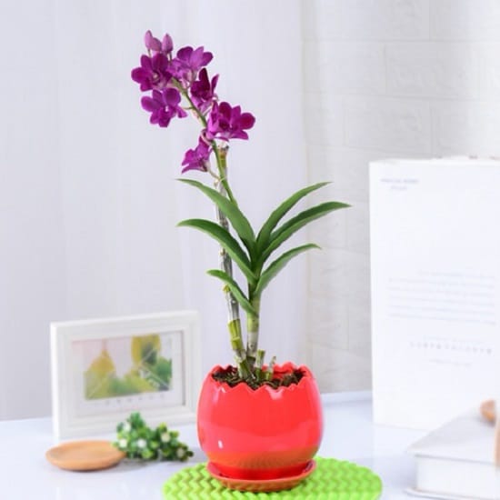 best Plants That Purify Air and Are Safe For Cats, Per NASA 