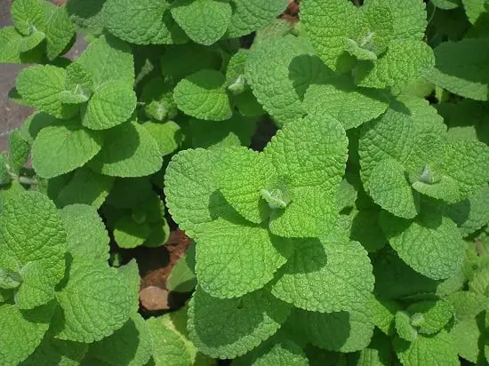 tasty Types of Mint Varieties 22