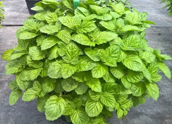 top best Types of Mint Varieties 78